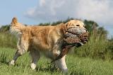 GOLDEN RETRIEVER 416